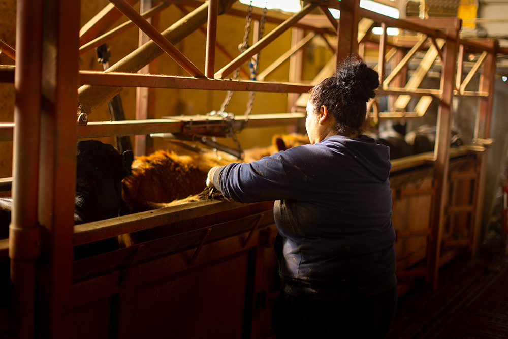 Female Friona employee working alongside cattle chute