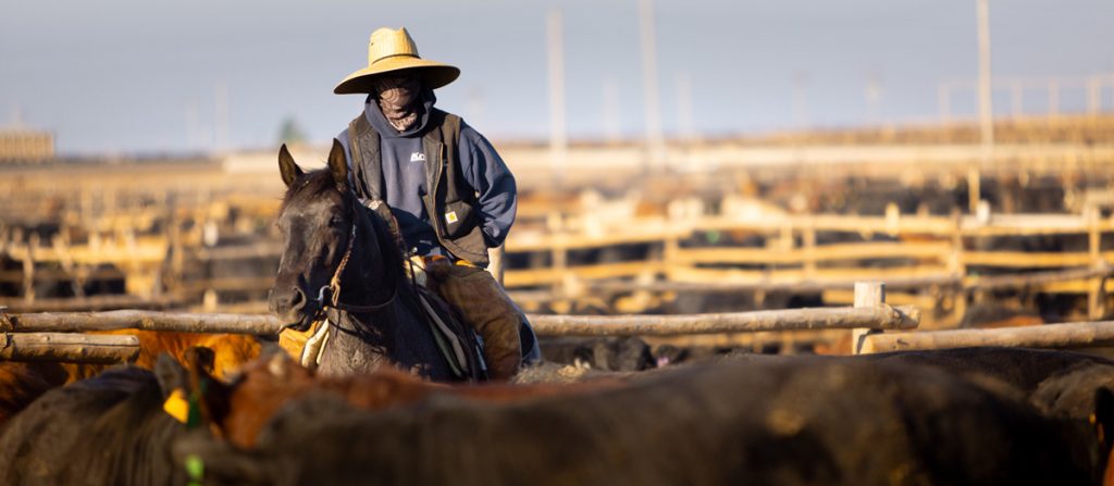 Friona employee on horseback among cattle