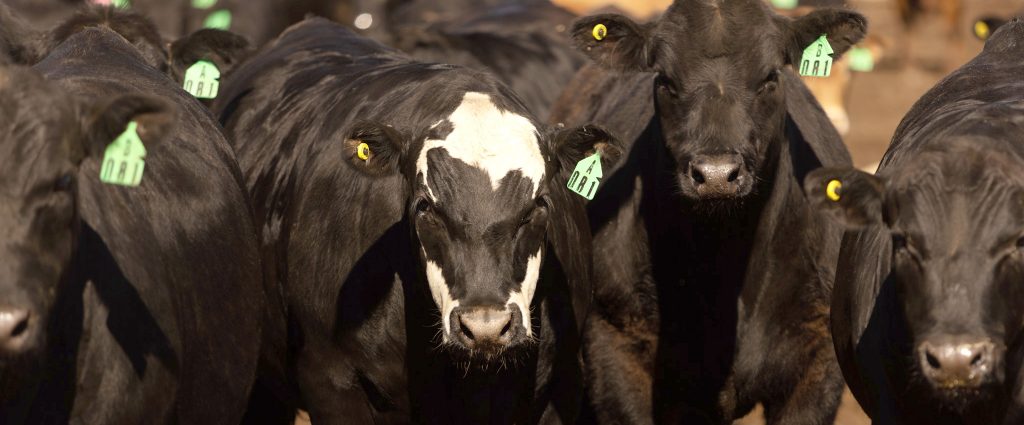 Cattle standing in a row