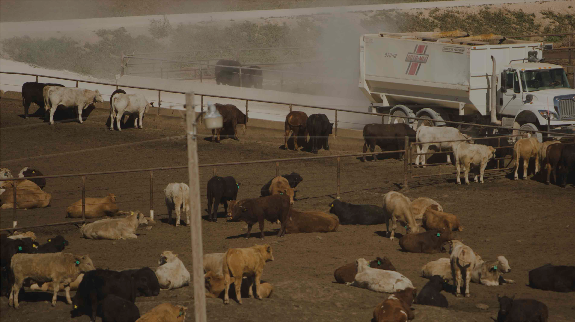 Cattle in feedyard with feed truck driving along fence