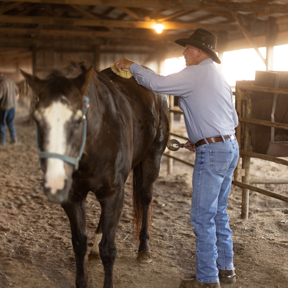 Male Friona employee brushing a horse