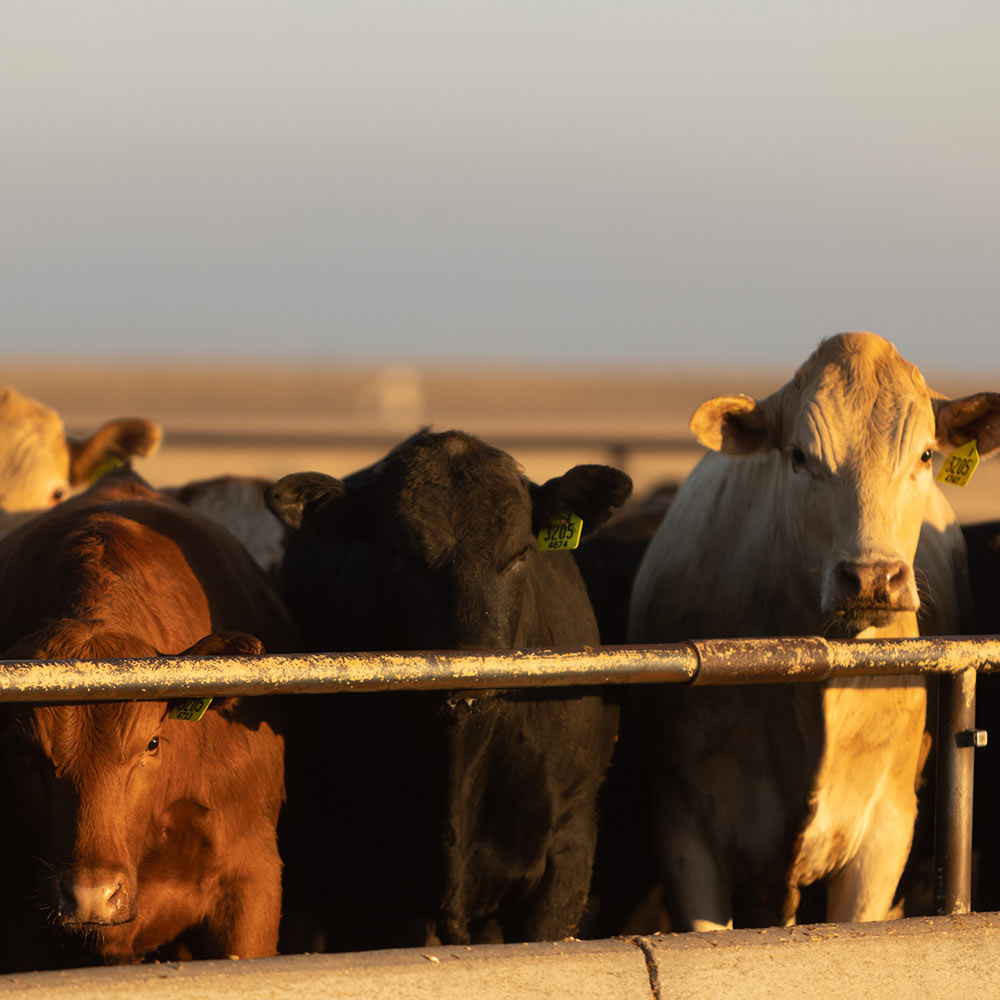 One red, one black and one white beef cattle standing in a row