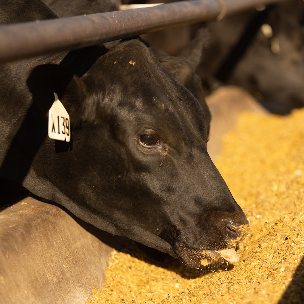 Black beef cow eating from feed bunk