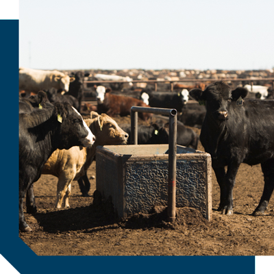 Cattle in feedyard standing at watering basin