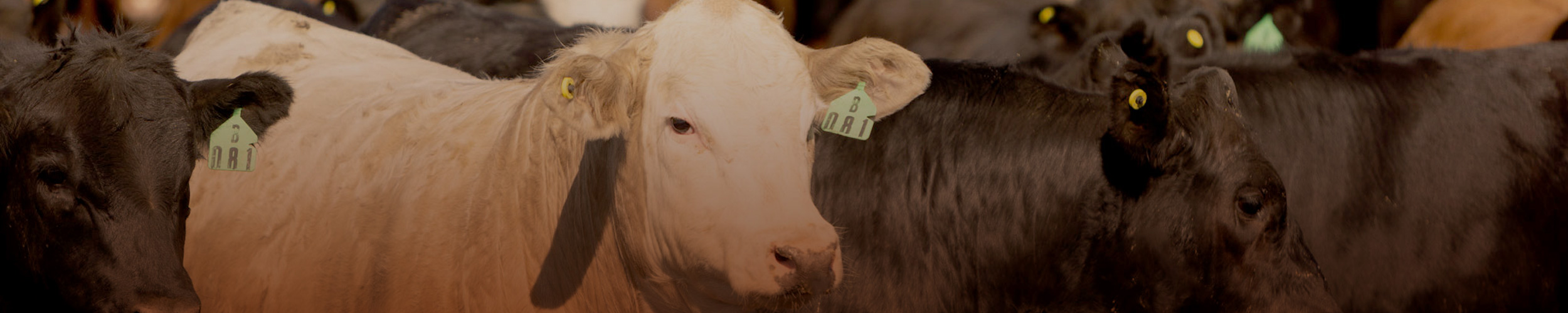 White and black beef cattle in feedyard