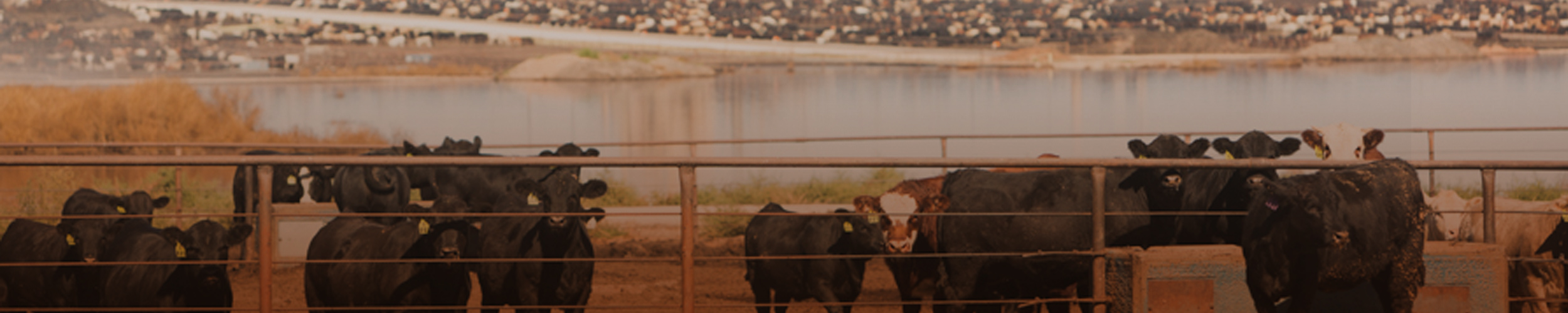 Beef cattle standing in a gated enclosure