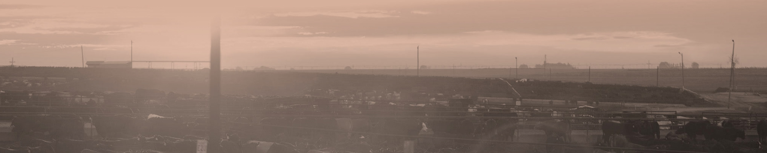 Dusty view of an expansive feedyard