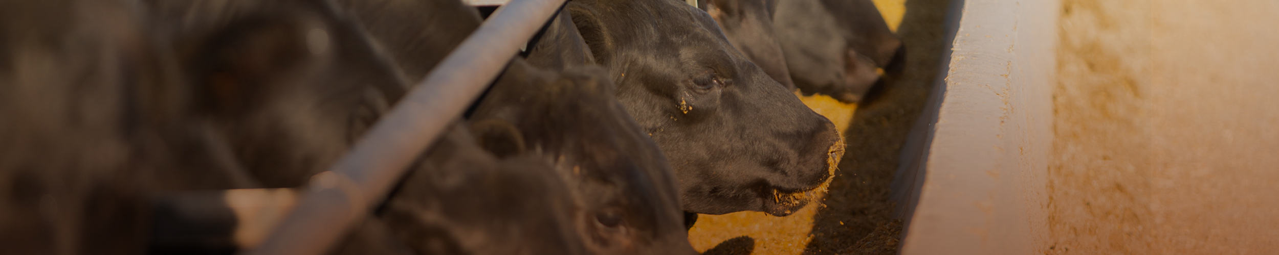 Row of cattle eating from feed bunk